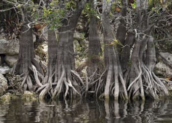 Wildfire season is already hot in Florida and US, putting focus on role of managed burns