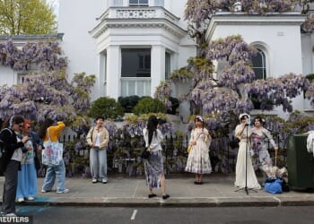 Large groups of tourists and influencers have been descending on some of West London's smartest streets to take in the blooming wisteria