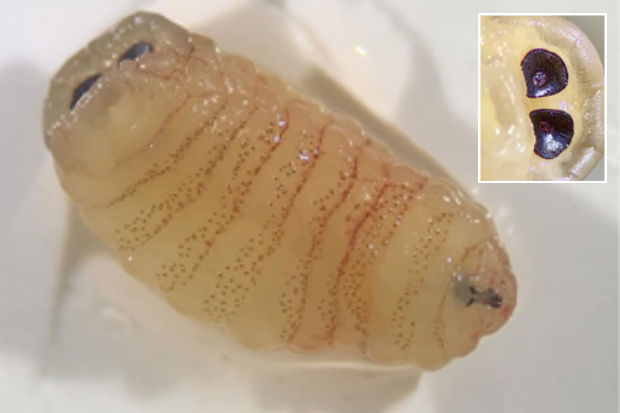 An image collage containing 2 images, Image 1 shows Pupa of a black soldier fly, Image 2 shows Two dark, eye-like spots on a light-colored, translucent organism