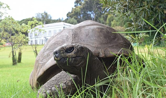Jonathan, the world's oldest known tortoise who even met the late Queen, has died aged 193