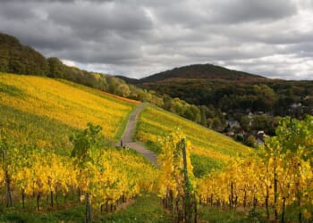 Wunderbar wines | Henry Jeffreys