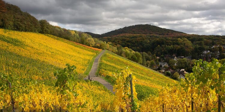 Wunderbar wines | Henry Jeffreys