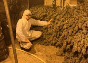 Three yobs who ran a million-pound cannabis farm from an industrial unit in Oldham have been jailed for a total of more than eight years