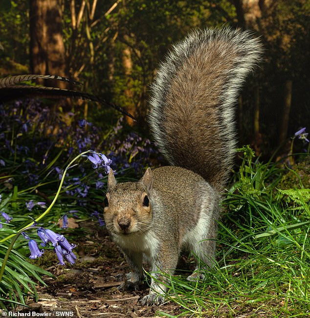 It is also a criminal offence to sell a grey squirrel. Who thought it was worth the time, effort and expense to outlaw the sale of squirrels?
