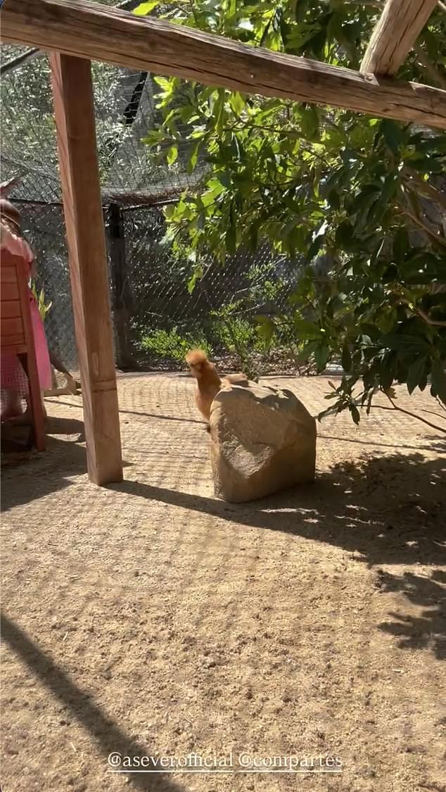 Lilibet, whose face was concealed, then called out to Meghan as she informed her mother that she had collected 'a grey' chicken egg