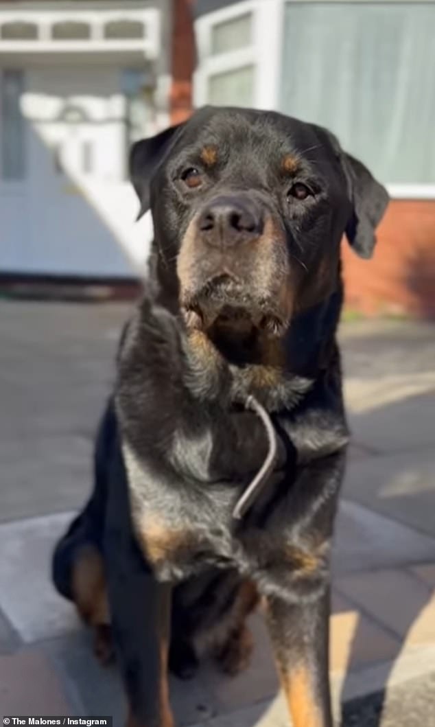 Taking to Instagram, they posted a sweet video of the Rottweiler standing on their driveway waiting for Tom Sr to return home alongside a heartfelt caption