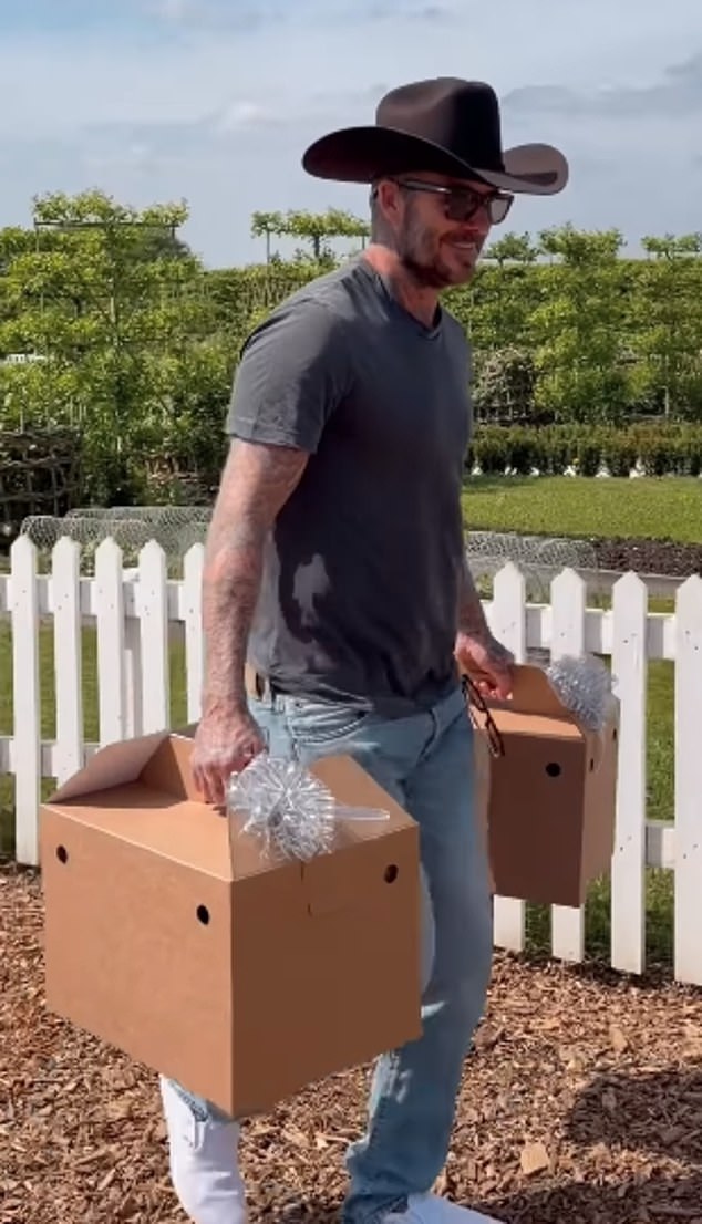 Taking to Instagram Posh, also 51, shared a clip of the former footballer as he met the birds for the first time and settled them into their coop on the grounds of their £15M Cotswolds estate