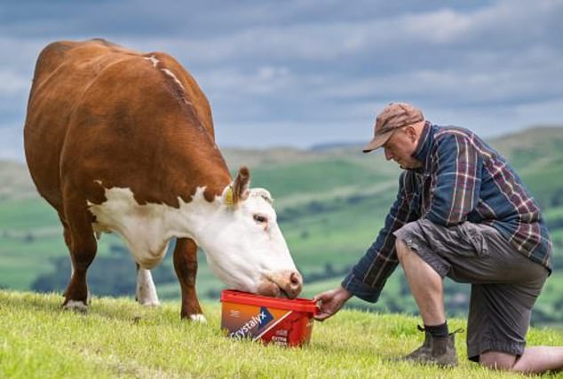 Fevara is focused on feeding people, with innovative products designed to make cows healthy