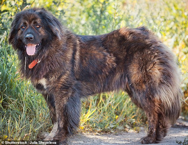 The original complaint maintained that Caucasian Shepherds had a known history of aggression and violence; a different Caucasian Shepherd to Brown's is pictured