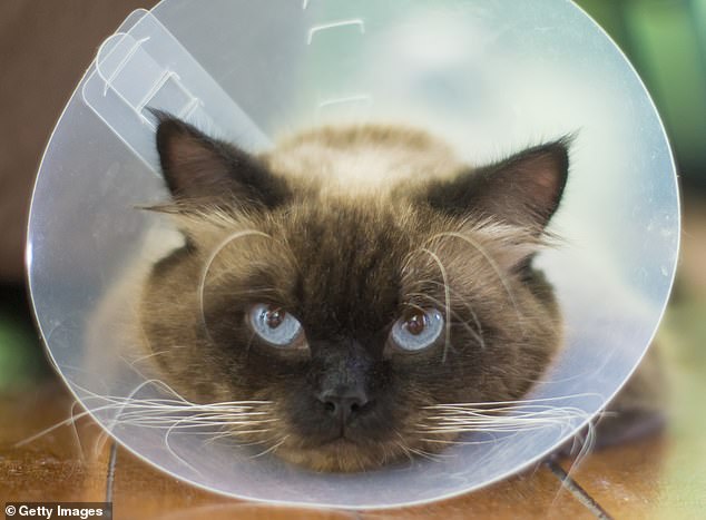 Many pet owners have found that, far from being saviours in their hour of need, all too many pet insurance companies contest claims