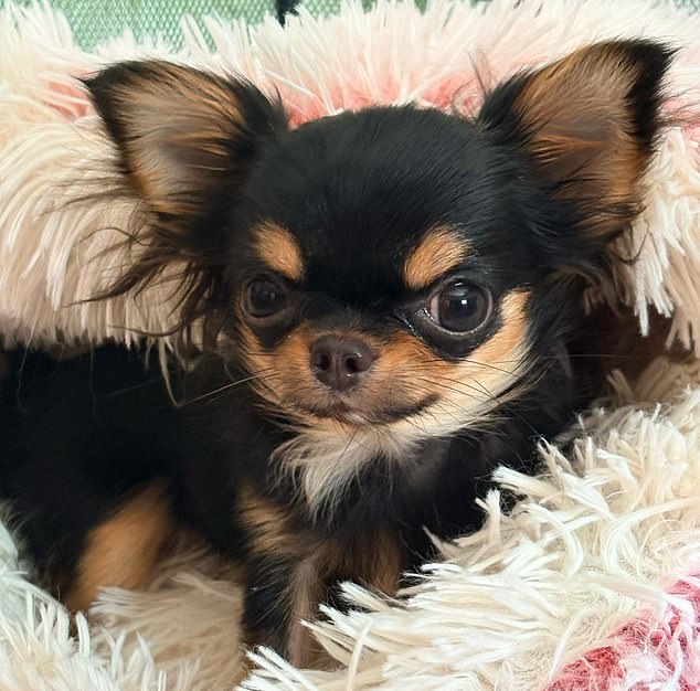 Elphaba the chihuahua has broken her neck and needs surgery – but the insurers, Animal Friends, refused to pay out