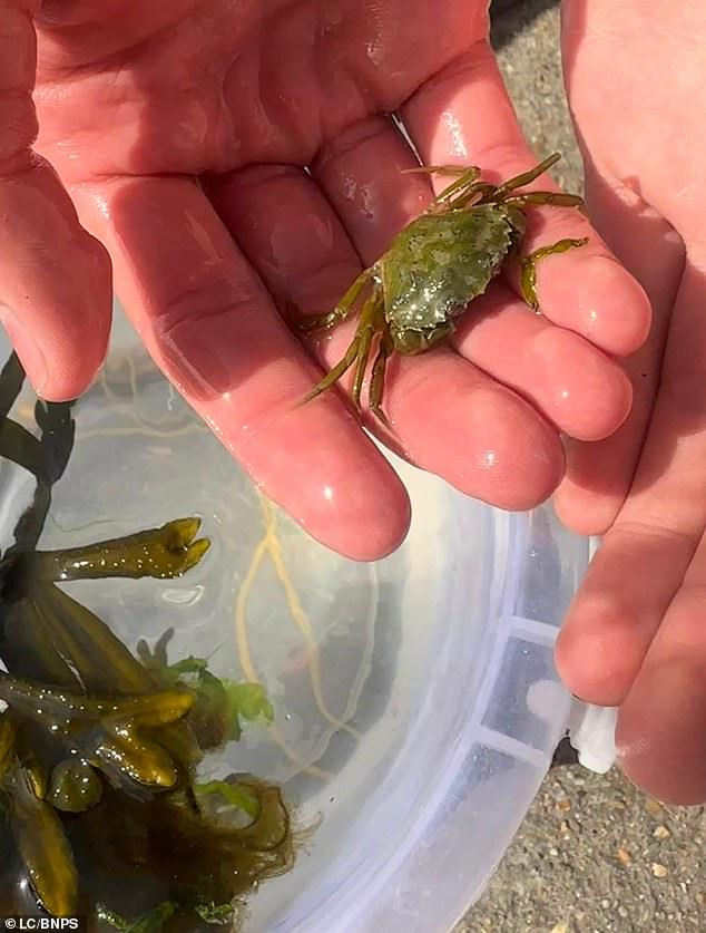 Pictured: A crab held above a crabbing bucket in Weymouth. Businesses selling crabbing equipment said a ban would be 'absolutely ridiculous'