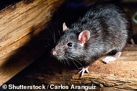 Hantaviruses are typically spread by rodents (file image)