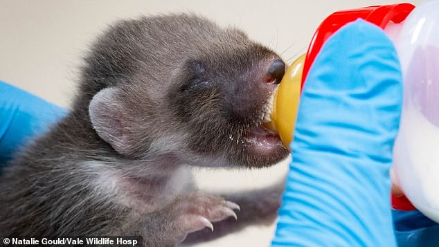 He was handed in to a wildlife hospital on April 21 weighing just 105 grams