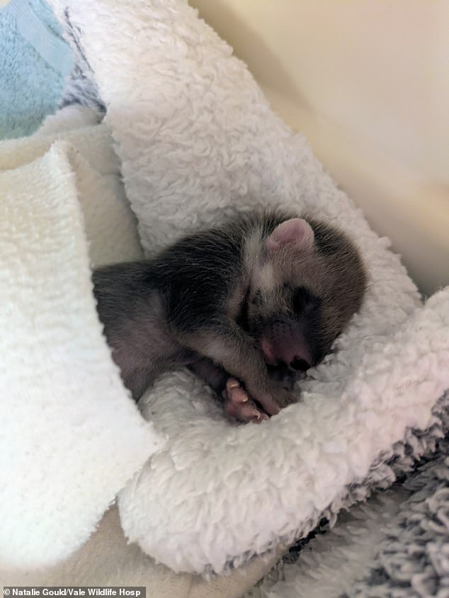 The tiny kit was found in a rubbish bin with two of his deceased siblings