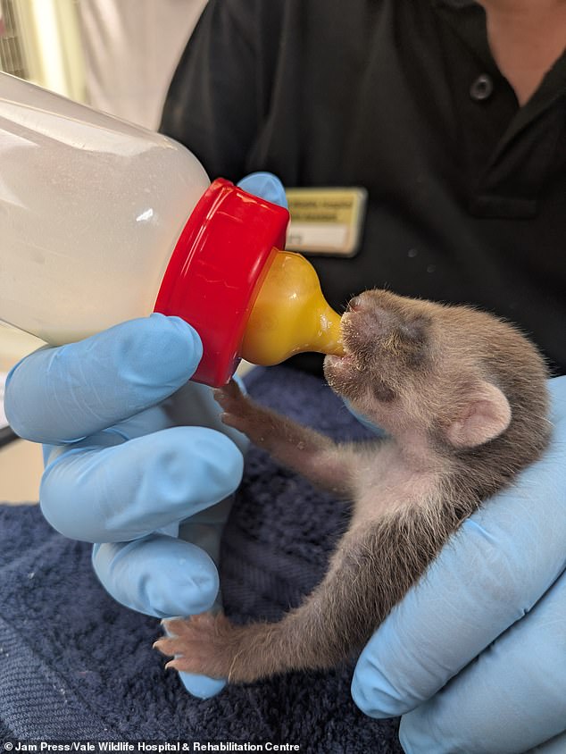 Here he is pictured being fed milk through a bottle by workers at The Vale Wildlife Hospital and Rehabilitation Centre in Tewkesbury