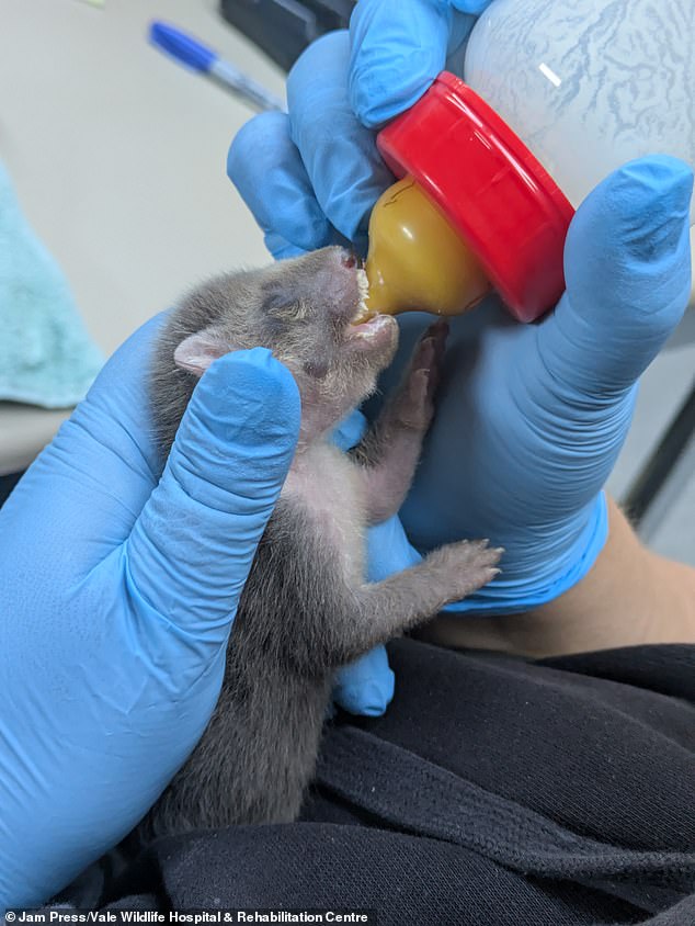 The wildlife centre says admissions like this show signs that the populations are slowly recovering