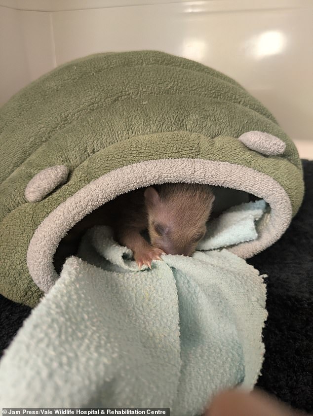 It is the first pine marten the wildlife hospital has had in 42 years