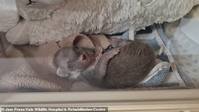 Pine martens are one of the UK's rarest native mammals