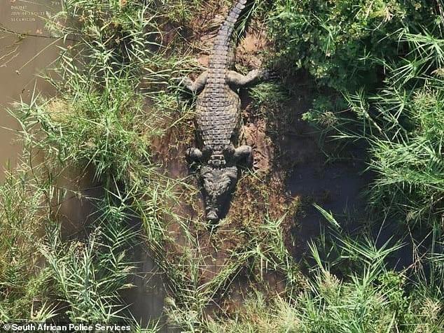 Police investigating the incident at the town of Komatipoort in Mpumalanga Province found six pairs of shoes inside the crocodile's stomach
