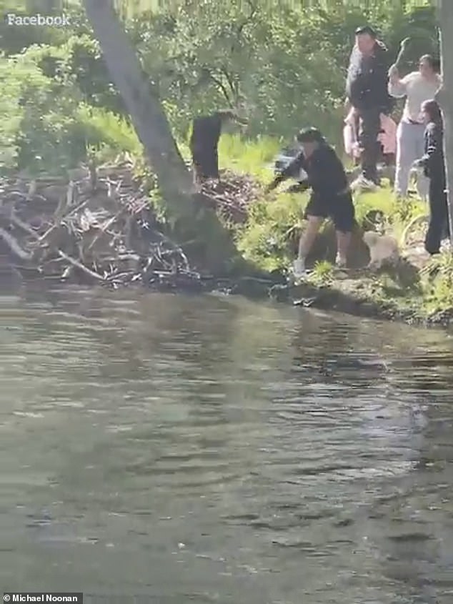The beaver is pictured mid-air after the boy threw it. It continued to circle aggressively afterwards