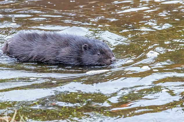 Beavers are common in New Jersey and not typically known to be dangerous. They are the second-largest rodents in the animal kingdom. A beaver is pictured (stock image)