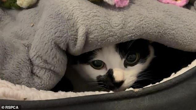 She was taken to a private facility before being moved to the RSPCA's cattery at its Bridlington, Driffield and District branch