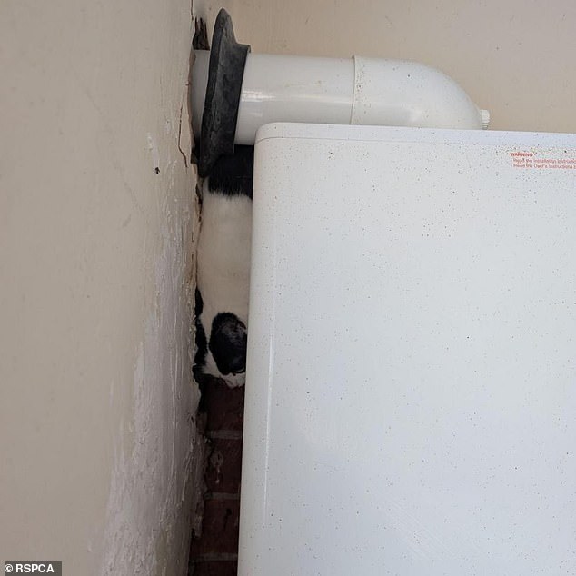 Izzy was found trapped between the boiler and the wall after nearly two weeks without food or water