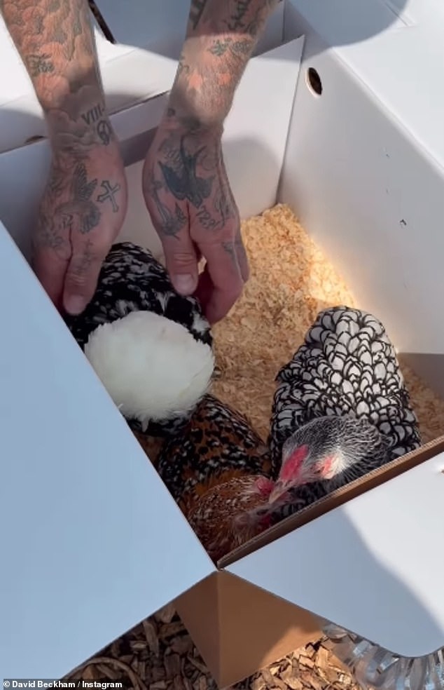 In an apparent dig at Brooklyn, his siblings joined their mum Victoria to surprise David on his big day with a joint and very unlikely family gift, chickens
