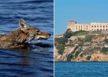 A coyote was spotted on Alcatraz who likely had to swim the whole way to get there.