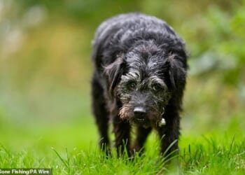 Gone Fishing's terrier Ted is set to make a posthumous appearance in the next series of BBC ¿s Mortimer and Whitehouse: Gone Fishing