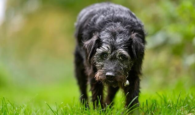 Gone Fishing's terrier Ted is set to make a posthumous appearance in the next series of BBC ¿s Mortimer and Whitehouse: Gone Fishing