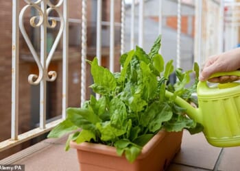 Turning your balcony into a mini-garden could improve your health, a study from researchers at the University of Manchester has said (stock image)