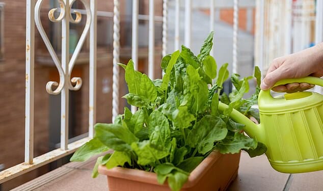 Turning your balcony into a mini-garden could improve your health, a study from researchers at the University of Manchester has said (stock image)