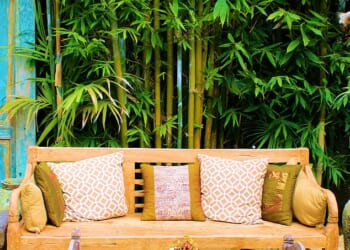 Memories of travels to Japan: Bamboo planting in the UK has become increasingly common, with many homeowners preferring a screen of the leafy cane to a fence panel