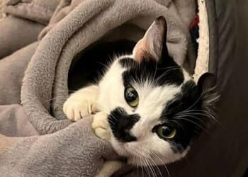 One-year-old Izzy, a Domestic Shorthair crossbreed, was discovered by a contractor in Inglemire, Kingston upon Hull, in February