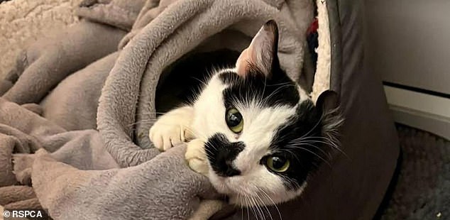 One-year-old Izzy, a Domestic Shorthair crossbreed, was discovered by a contractor in Inglemire, Kingston upon Hull, in February