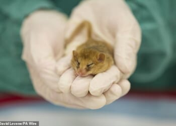 Pictured: Health checks being carried out on a Hazel dormice by the DRAHS (Disease Risk Analysis & Health Service) team