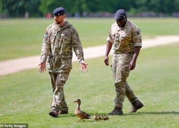 Duck and cover: Kindly soldiers usher the Mallard duck and her ducklings away from the impending gun salute in Hyde Park