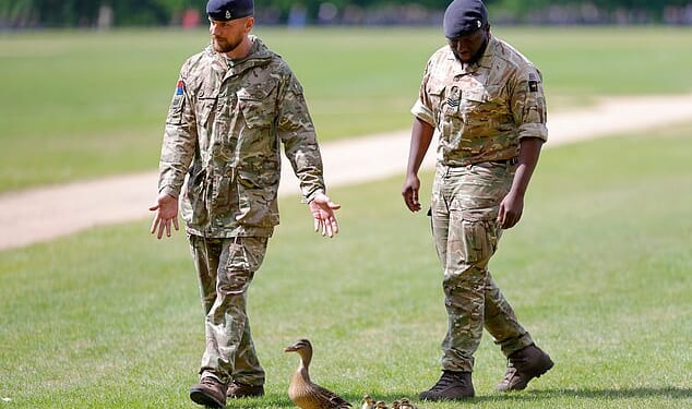 Duck and cover: Kindly soldiers usher the Mallard duck and her ducklings away from the impending gun salute in Hyde Park
