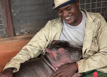 A new-born hippo aptly named Bumpy is being cared for by keepers at a Kenyan sanctuary