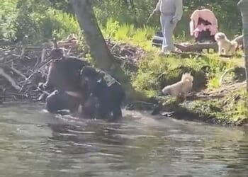 An eight-year-old boy was bitten by a rabid beaver at a New Jersey lake on Sunday. His family members and family friends are pictured fending off the animal in the water