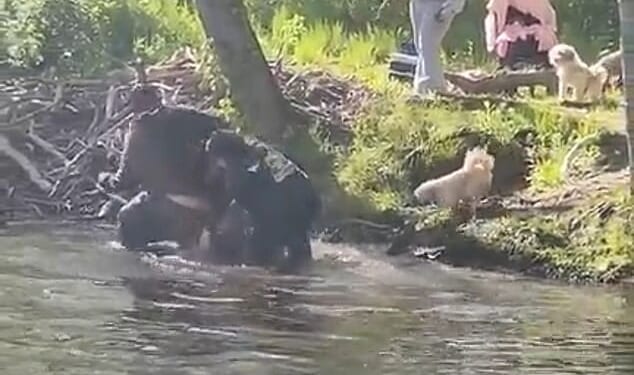 An eight-year-old boy was bitten by a rabid beaver at a New Jersey lake on Sunday. His family members and family friends are pictured fending off the animal in the water