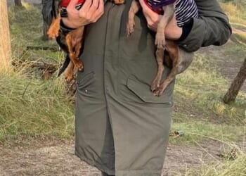 When Claire Bridger, 64, learned that her estranged husband had euthanised their dachshunds Violet and Dorothy she stabbed him in the chest and abdomen with a kitchen knife