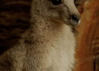 Robert, who manages Australia Zoo in Queensland, is an ambassador for Prince William’s Earthshot Prize, and the pair have appeared to grow close over the years