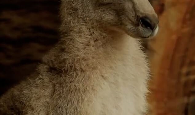 Robert, who manages Australia Zoo in Queensland, is an ambassador for Prince William’s Earthshot Prize, and the pair have appeared to grow close over the years