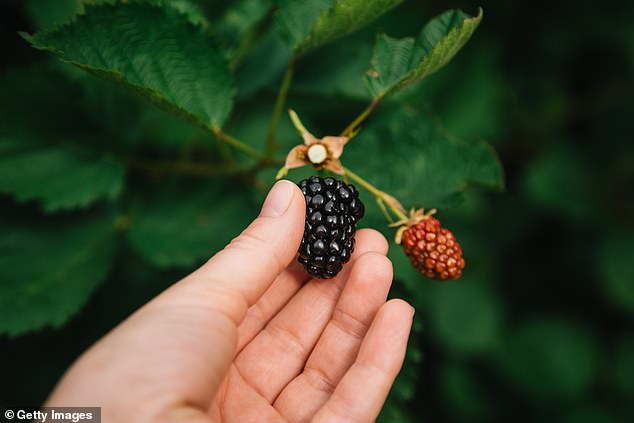 This week we also learned that foraging for blackberries is a criminal offence in Rugby, Richmond-upon-Thames and Harrow