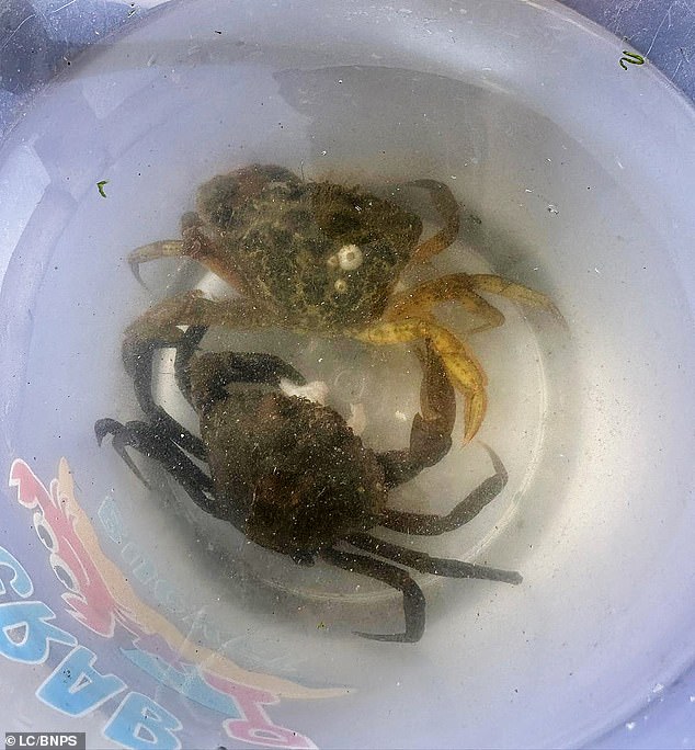 But the RSPCA has called for a ban on the pastime and said the crustaceans could feel pain