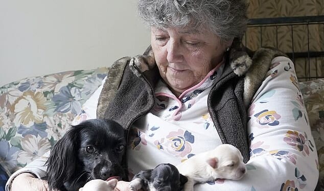 Patsy and her puppies snuggled up in the arms of owner Christine Reading following her great escape