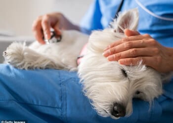Pet insurance is sold as a service that offers owners peace of mind if one of their pets falls ill